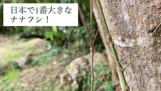 沖縄の昆虫　アマミナナフシ　(別名オキナワナナフシ)　日本で一番大きなナナフシ