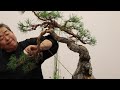 sakkaten bonsai demo by kunio kobayashi