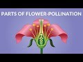 Parts of Flower  | Pollination Video | Video for Kids