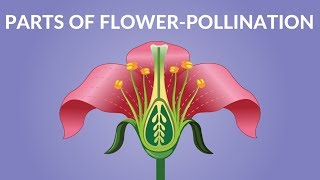Parts of Flower  | Pollination Video | Video for Kids
