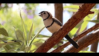 Double Barred Bar Finch \u0026 their sounds \u0026 calls Owl Finch