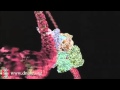 3D Animations   Transcription   Translation  Transcription Advanced   DNA Learning Center2