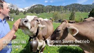 Kurzclip Brown Swiss Mühlestein Stefan