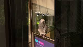 【亡き夫の鳥と生活】激しいダンスの下ネタインコ