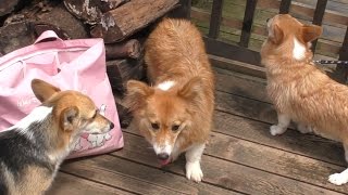 corgis / コーギーいっぱい 20160731_22 welsh corgi dog コーギー 犬 waiting