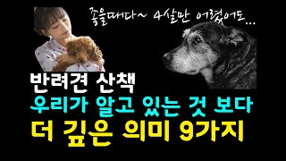 강아지 산책, 수명 연장의 비밀! 이 9가지만 잘 알고 산책 시켜줍시다!