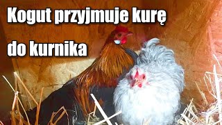 Młody kogut przyjmuje kurę do kurnika|Feniks| Kochin miniaturowy