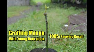 Young Root stock Grafting Mango With 100% Showing Result