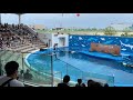 仙台うみの杜水族館　イルカアシカショー　stadium live “go for it ” 20200613