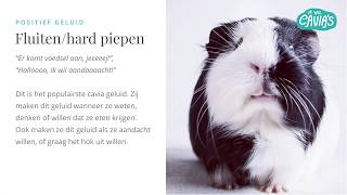 Cavia geluiden en wat ze betekenen