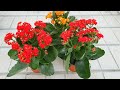 Kalanchoe Flowering: How To Make A Kalanchoe Rebloom !!