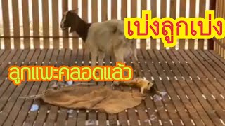 เบ่งลูกเบ่ง..ลูกแพะคลอดแล้ว | แพะออกลูกในคอก by ชีลองฟาร์ม