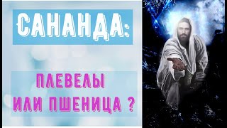 Сананда - плевелы или пшеница ?