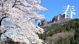 南牧村星尾集落 山里の春桜