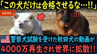 【海外の反応】「この犬だけは合格させるな！」米の警察犬試験を受けた秋田犬の動画が4000万再生され世界中で拡散された理由【GJタイムス】