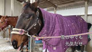 あーこっこ乗馬日記〜プレゼントもらったぜ！パッドも買ったぜ！みんなありがとな！