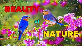 🏞️🦌 Nature 4k Video: Land of Natural Beauty || Bird Sounds