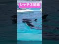 シャチ３姉妹 鴨川シーワールド シャチ ラビー ララ ラン ルーナ orca косатка shorts