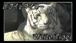 White Tiger ホワイトタイガー【東武動物公園】