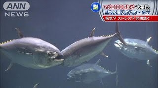 「上下に異常行動も・・・」水族園でマグロ、謎の大量死(15/01/15)