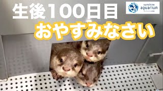 【コツメカワウソの成長2021】生後100日目「カワウソ親仔のおやすみなさい」【サンシャイン水族館】