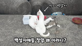 There will be a typhoon soon. The breakwater cats suck their mother's milk?