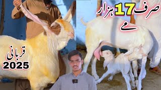 Sirf 17 Hazar Me Qurbani 2025 Ka Shooq 😍 Breading Setup Agaya ❤️ || Bakra Mandi 2025