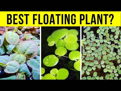 Is pondweed floating plant?