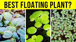 Top 5 Floating Plants to Get Rid of Algae in Your Aquarium