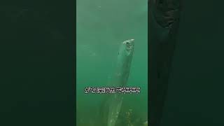 【衝撃映像】泳いでたら深海魚に遭遇