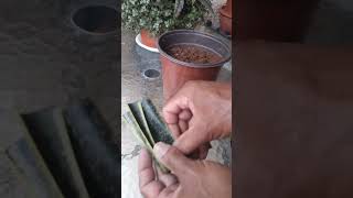 طريقة رائعة لإكثار نبات جلد النمر/نبات السنسفيريا/sansevieria plant/نباتات الزينة/عصاريات