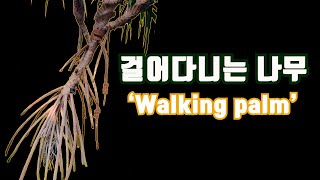 Walking tree / 걸어다니는 나무 / Walking palm / 워킹팜 / 세상에서 가장 신기한 나무 / 대전에 걸어다니는 나무가 있다 / 한밭수목원 / 대전 / 수목원