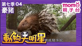 動物大明星 S7：EP 04【豪豬】認識動物｜自然生態｜魚類｜昆蟲｜海洋生物｜哺乳類｜兒童節目｜Animal big star｜第七季 第4集【親子台｜官方HD】momokids