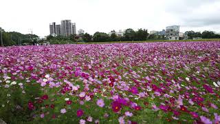 2017桃園花彩節 龍潭花海