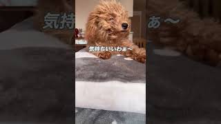 扇風機の風が大好きな子犬