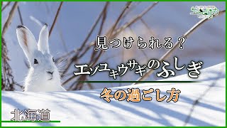 【エゾユキウサギのふしぎ】冬のエゾユキウサギは真っ白になります！止め足とは？