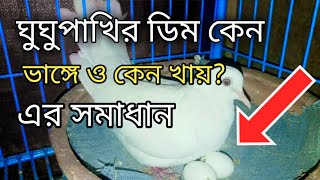 ঘুঘুপাখি ডিম ভাঙ্গে ও খায় এর সমাধান