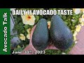 Daily 11 Avocado Tasting - Fruit Sizing Nicely🥑Avocado Talk🥑