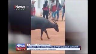 Viral Video Kemunculan Hewan Endemik Sulawesi Anoa di Kawasan Tambang Routa Konawe