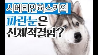 [강아지 소개] 시베리안허스키와 말라뮤트와의 비교분석