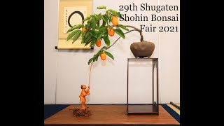 BONSAI at Ueno Green Club - 29th SHUGATEN Shohin bonsai Fair 2021 - 29回秋雅展令和3年 小品盆栽フェア (PART 3)