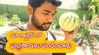 Watermelons in my garden| కువైట్, మా గార్డెన్ లో పుచ్చకాయలు ఎలా ఉన్నాయో చూడండి @MrMohanDailyLife