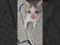 ഓ എന്തോ വിളിച്ചോ😁 funny malayalam kitten