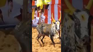 ஓசில ஓட்ட 🤣#jallikattu #shortvideo