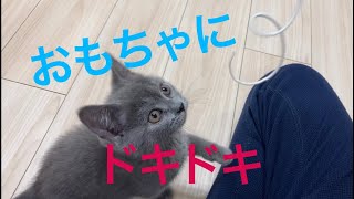 おもちゃで興奮する猫