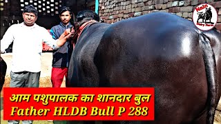 आम पशुपालक का शानदार बुल Top Bloodline Milk line with Beauty line Father HLDB Bull P 288