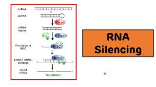 RNA Silencing || RNA Interference || siRNAs and miRNAs