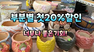 220503#울산금장다육#이쁜화분들 오늘만 20%첫할인 들어갑니다.놓치지마세요 🤗