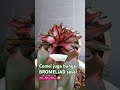 BROMELIAD SAYA⁰ 👍👌👍👌👍👌✌️🙏