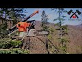 stihl ms 462cmw working in forest tree cutting and skidding zetor 6340